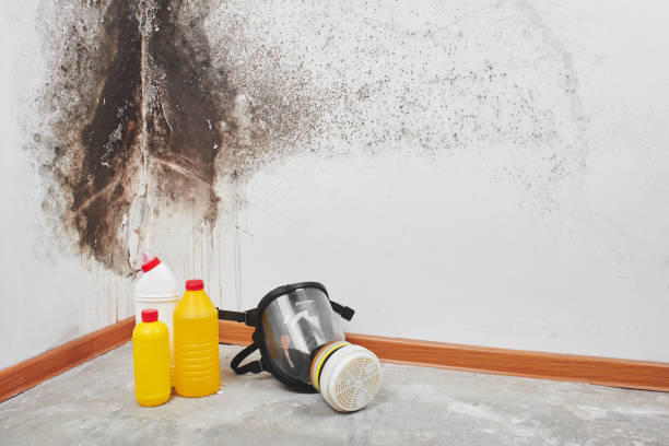 Best Certified Mold Removal  in Greensboro, GA