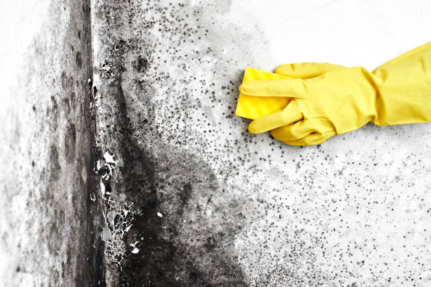 Best Residential Mold Removal  in Greensboro, GA