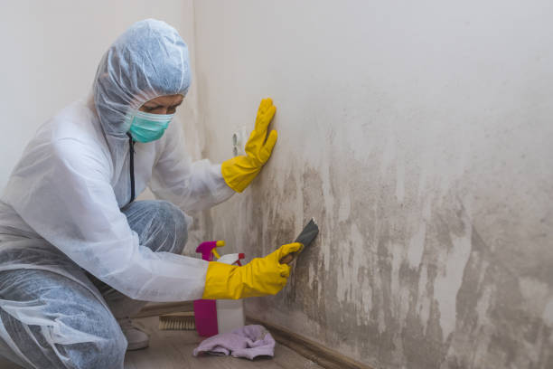 Mold Removal Process in Greensboro, GA